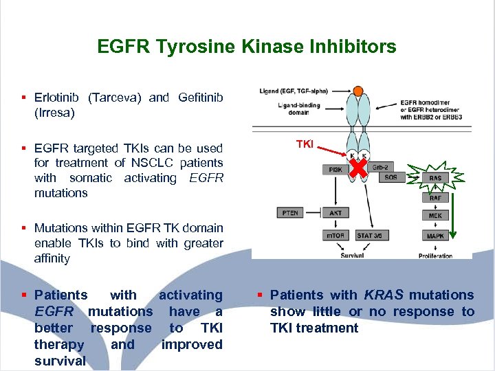 EGFR Tyrosine Kinase Inhibitors § Erlotinib (Tarceva) and Gefitinib (Irresa) § EGFR targeted TKIs