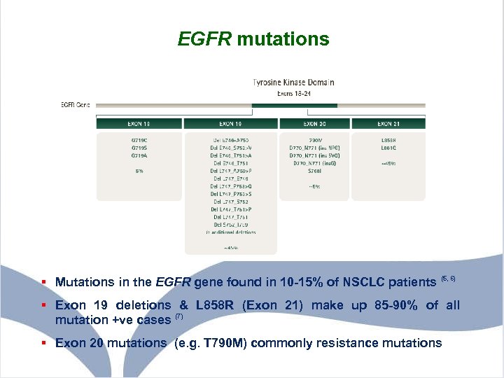 EGFR mutations § Mutations in the EGFR gene found in 10 -15% of NSCLC