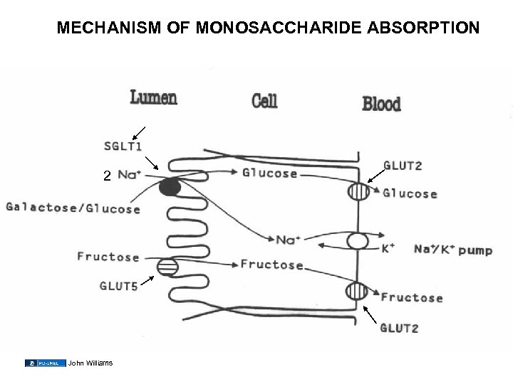 MECHANISM OF MONOSACCHARIDE ABSORPTION 2 John Williams 