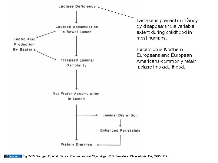 Lactase is present in infancy by disappears to a variable extent during childhood in