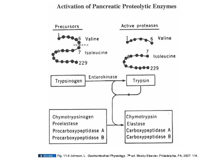 Fig. 11 -8 Johnson, L. Gastrointestinal Physiology, 7 th ed. Mosby Elsevier, Philadelphia, PA;