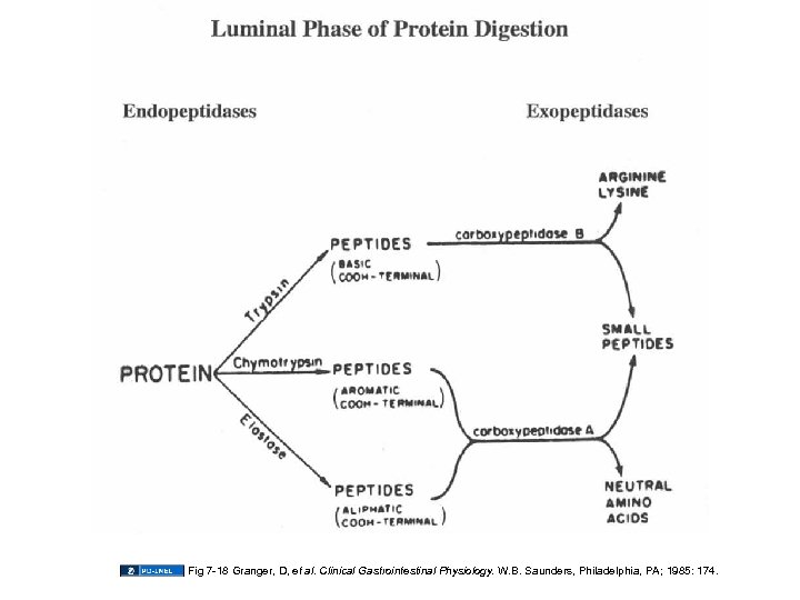 Fig 7 -18 Granger, D, et al. Clinical Gastrointestinal Physiology. W. B. Saunders, Philadelphia,