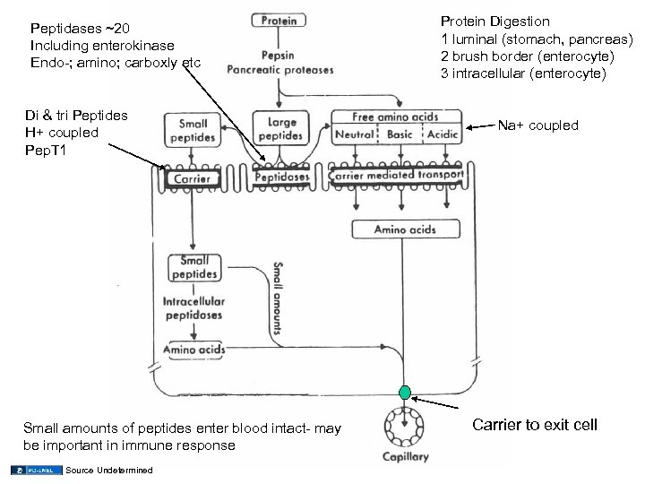 Peptidases ~20 Including enterokinase Endo-; amino; carboxly etc Di & tri Peptides H+ coupled