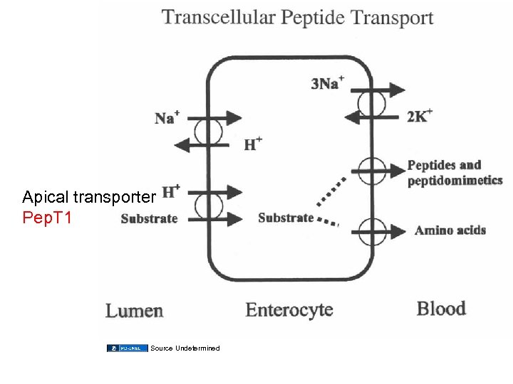 Apical transporter Pep. T 1 Source Undetermined 