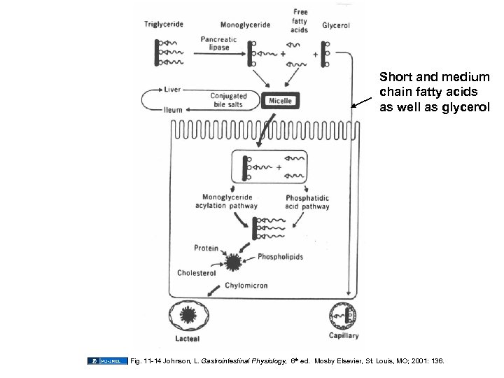 Short and medium chain fatty acids as well as glycerol Fig. 11 -14 Johnson,