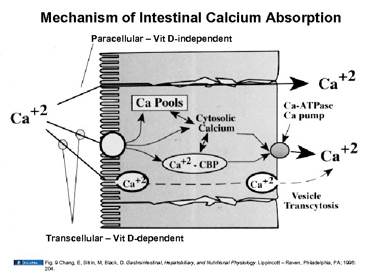 Mechanism of Intestinal Calcium Absorption Paracellular – Vit D-independent Transcellular – Vit D-dependent Fig.