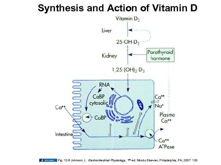 Synthesis and Action of Vitamin D Fig. 12 -6 Johnson, L. Gastrointestinal Physiology, 7