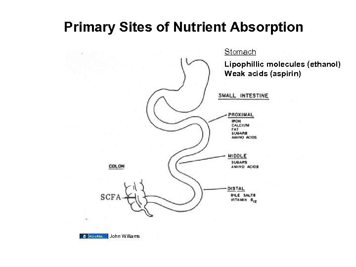 Primary Sites of Nutrient Absorption Stomach Lipophillic molecules (ethanol) Weak acids (aspirin) John Williams