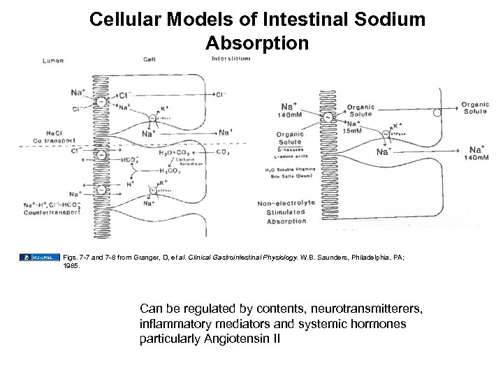 Cellular Models of Intestinal Sodium Absorption Figs. 7 -7 and 7 -8 from Granger,