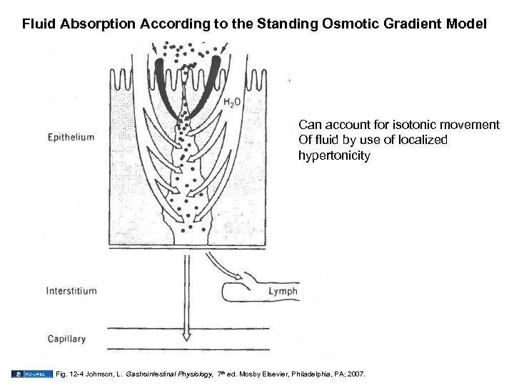 Fluid Absorption According to the Standing Osmotic Gradient Model Can account for isotonic movement