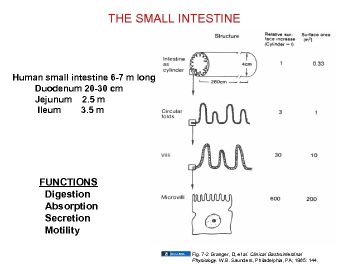 THE SMALL INTESTINE Human small intestine 6 -7 m long Duodenum 20 -30 cm