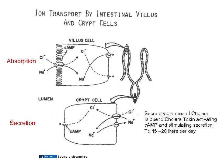 Absorption Secretory diarrhea of Cholera Is due to Cholera Toxin activating c. AMP and