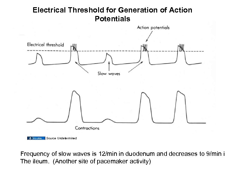 Electrical Threshold for Generation of Action Potentials Source Undetermined Frequency of slow waves is