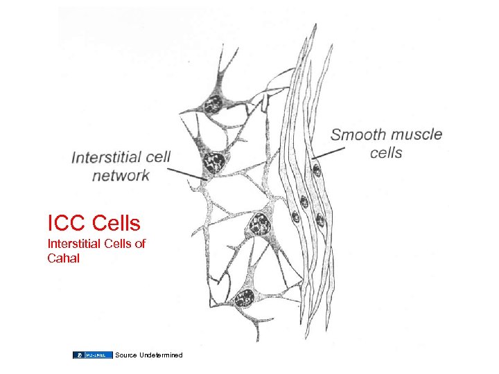 ICC Cells Interstitial Cells of Cahal Source Undetermined 