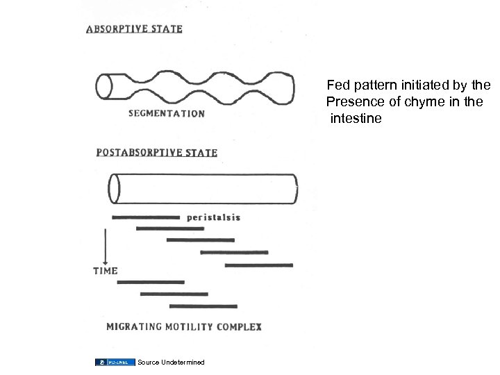 Fed pattern initiated by the Presence of chyme in the intestine Source Undetermined 