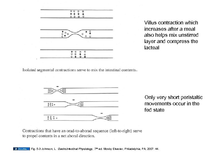 Villus contraction which increases after a meal also helps mix unstirred layer and compress