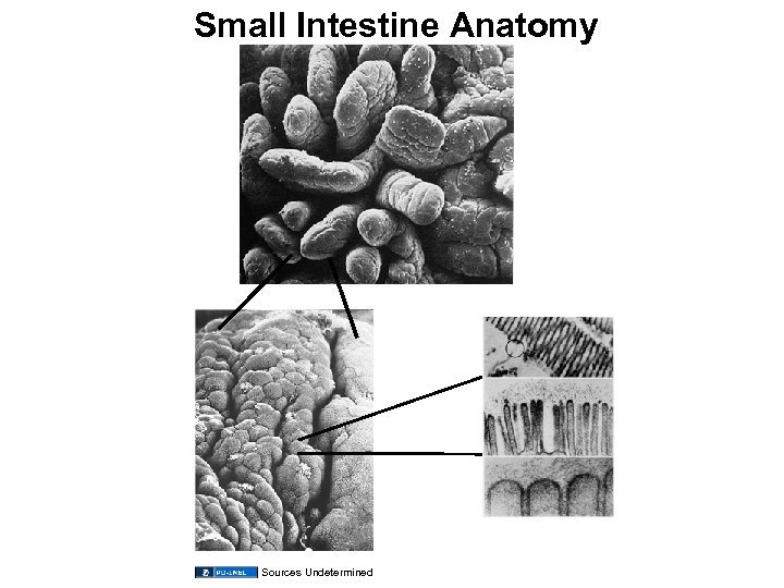 Small Intestine Anatomy Sources Undetermined 