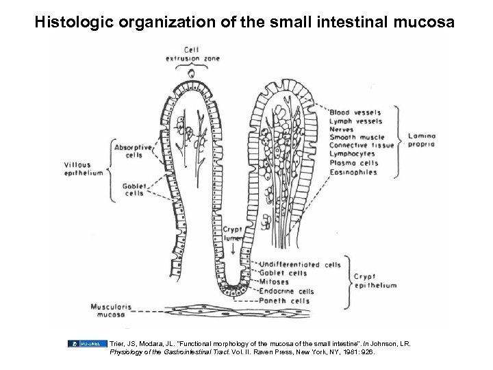 Histologic organization of the small intestinal mucosa Trier, JS, Modara, JL. “Functional morphology of