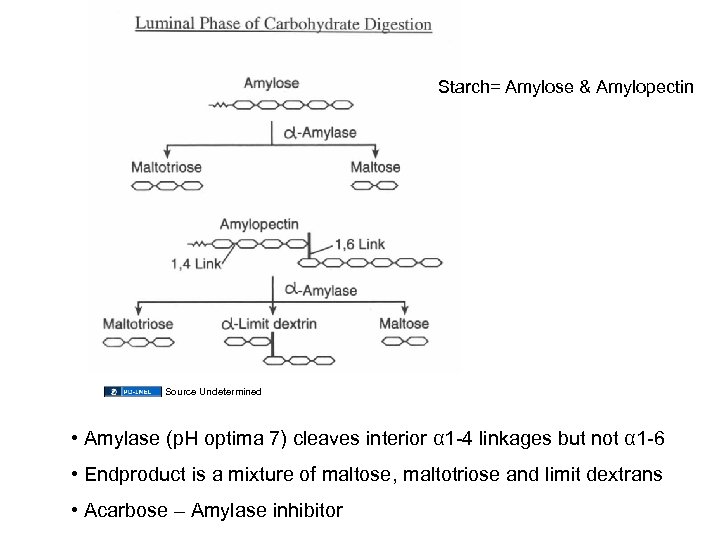 Starch= Amylose & Amylopectin Source Undetermined • Amylase (p. H optima 7) cleaves interior