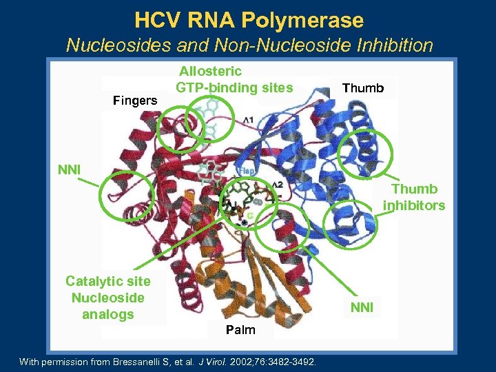 HCV RNA Polymerase Nucleosides and Non-Nucleoside Inhibition Fingers Allosteric GTP-binding sites Thumb NNI Thumb