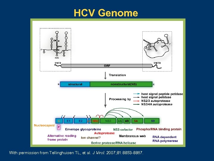 HCV Genome With permission from Tellinghuisen TL, et al. J Virol. 2007; 81: 8853