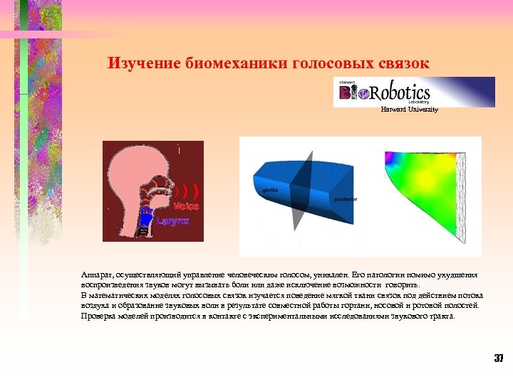 Изучение биомеханики голосовых связок Harward University Аппарат, осуществляющий управление человеческим голосом, уникален. Его патологии