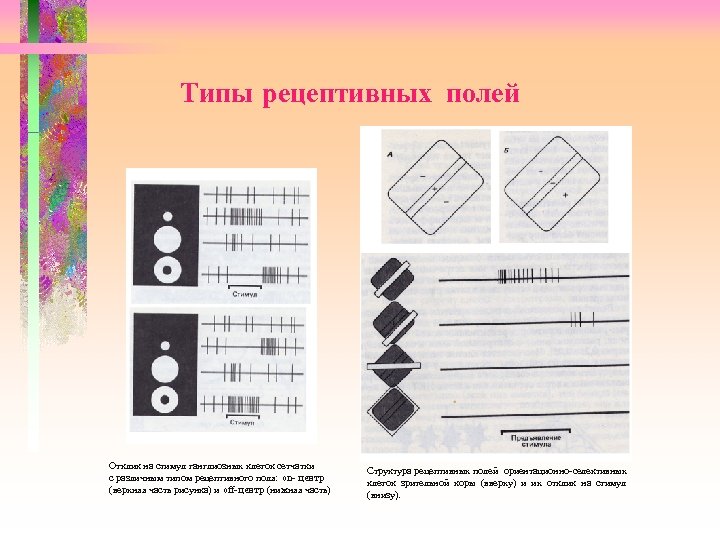 Типы рецептивных полей Отклик на стимул ганглиозных клеток сетчатки с различным типом рецептивного поля:
