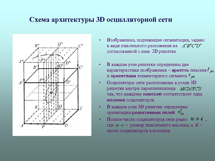  Схема архитектуры 3 D осцилляторной сети • Изображение, подлежащее сегментации, задано в виде