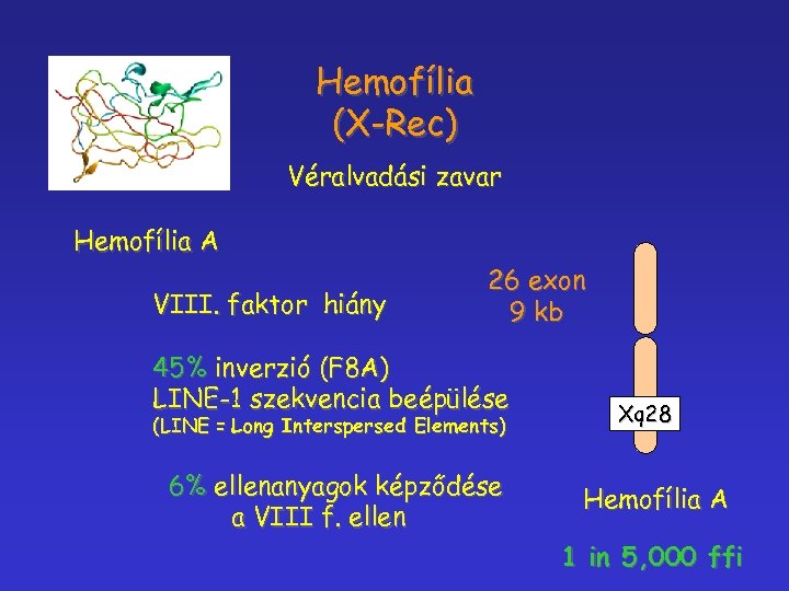 Hemofília (X-Rec) Véralvadási zavar Hemofília A VIII. faktor hiány 26 exon 9 kb 45%