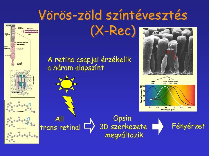 Vörös-zöld színtévesztés (X-Rec) A retina csapjai érzékelik a három alapszínt All trans retinal Opsin