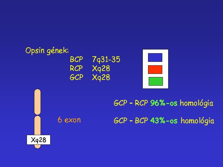 Opsin gének: BCP RCP GCP 7 q 31 -35 Xq 28 GCP – RCP