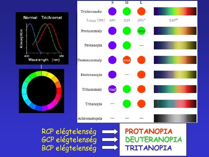 RCP elégtelenség GCP elégtelenség BCP elégtelenség PROTANOPIA DEUTERANOPIA TRITANOPIA 