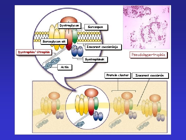 Dystroglycan Sarcospan Sarcoglycan-ok Izomrost membránja Dystrophin/ Utrophin Pseudohypertrophia Syntrophinok Actin Protein cluster Izomrost membrán