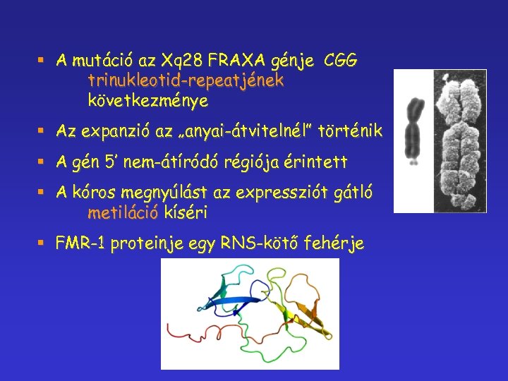 § A mutáció az Xq 28 FRAXA génje CGG trinukleotid-repeatjének következménye § Az expanzió