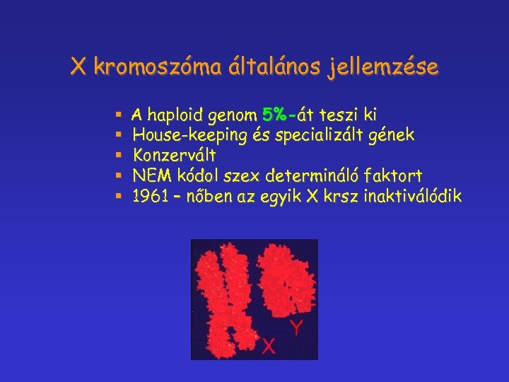 X kromoszóma általános jellemzése § § § A haploid genom 5%-át teszi ki House-keeping