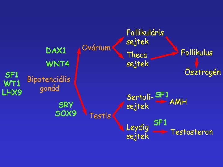 DAX 1 Ovárium WNT 4 SF 1 Bipotenciális WT 1 gonád LHX 9 SRY