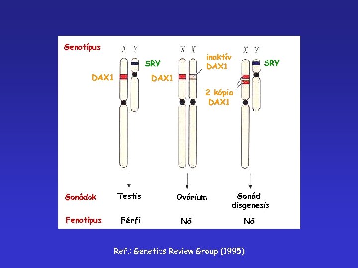 Genotípus inaktív DAX 1 SRY DAX 1 2 kópia DAX 1 Gonádok Fenotípus Testis