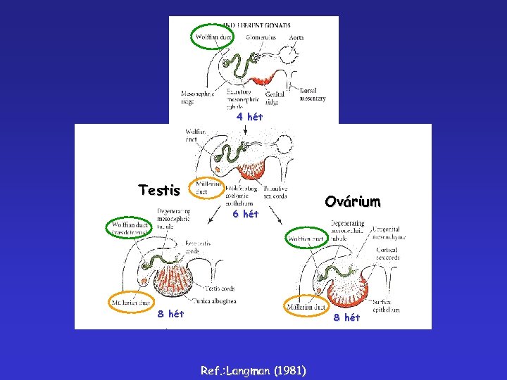 4 hét Testis 6 hét 8 hét Ovárium 8 hét Ref. : Langman (1981)