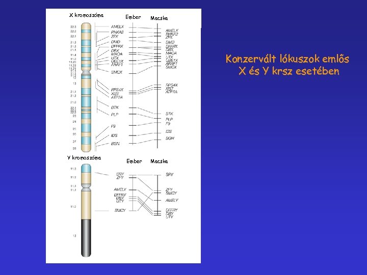 X kromoszóma Ember Macska Konzervált lókuszok emlős X és Y krsz esetében Y kromoszóma