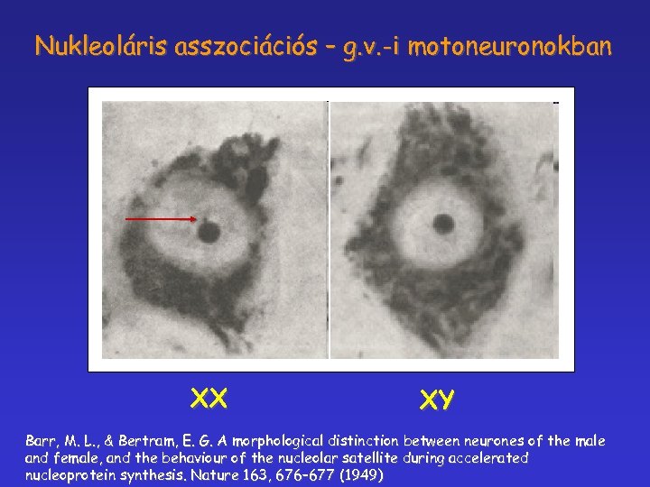 Nukleoláris asszociációs – g. v. -i motoneuronokban XX XY Barr, M. L. , &