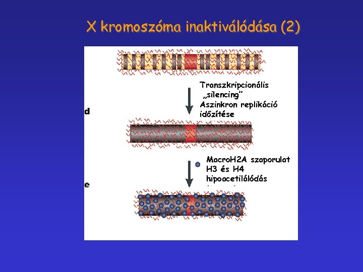 X kromoszóma inaktiválódása (2) Transzkripcionális „silencing” Aszinkron replikáció időzítése Macro. H 2 A szaporulat