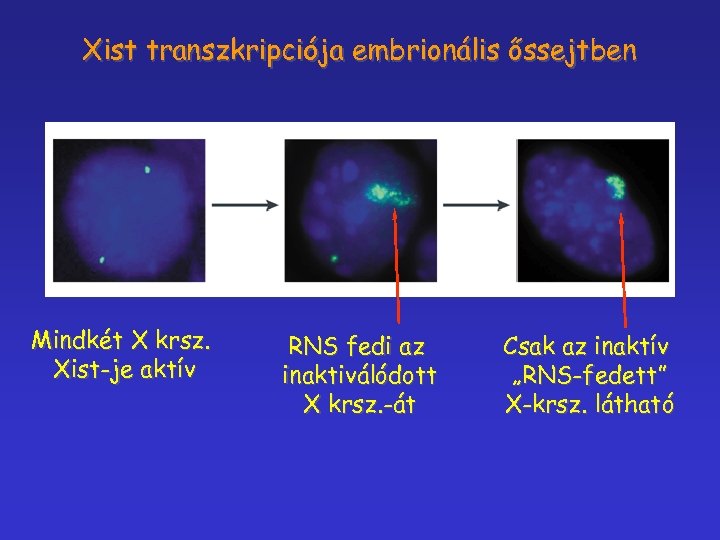 Xist transzkripciója embrionális őssejtben Mindkét X krsz. Xist-je aktív RNS fedi az inaktiválódott X