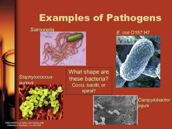 Examples of Pathogens Salmonella Staphylococcus aureus E. coli O 157: H 7 What shape