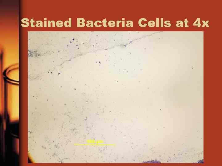 Stained Bacteria Cells at 4 x 