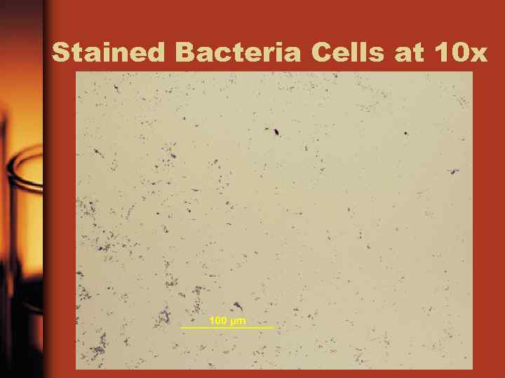Stained Bacteria Cells at 10 x 