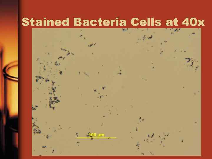 Stained Bacteria Cells at 40 x 