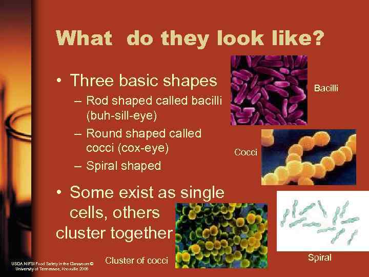 What do they look like? • Three basic shapes – Rod shaped called bacilli