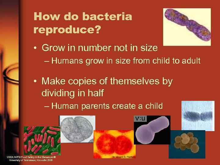 How do bacteria reproduce? • Grow in number not in size – Humans grow