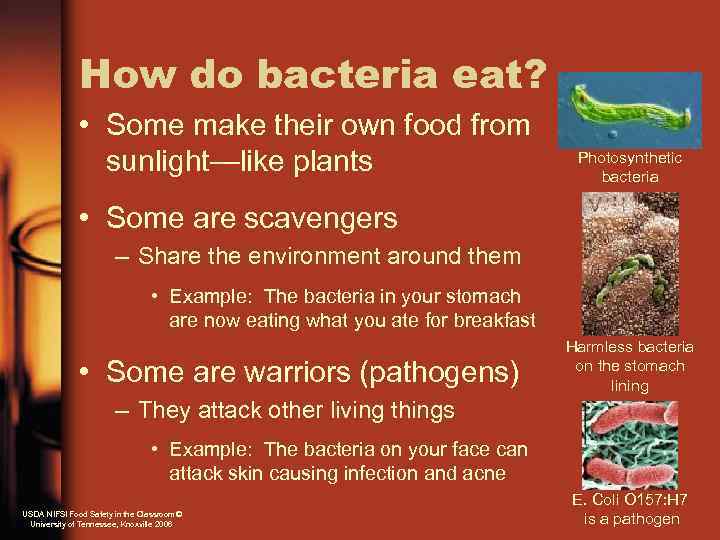 How do bacteria eat? • Some make their own food from sunlight—like plants Photosynthetic
