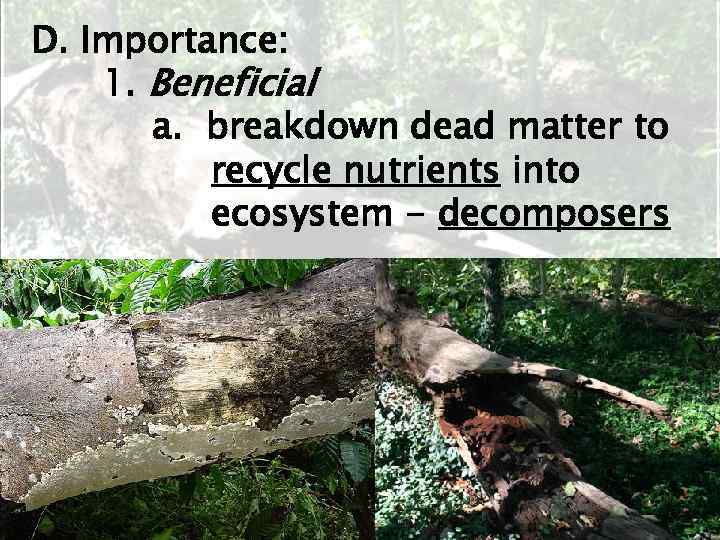 D. Importance: 1. Beneficial a. breakdown dead matter to recycle nutrients into ecosystem -